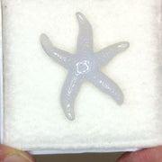 Chalcedony Starfish (12.8ct)
